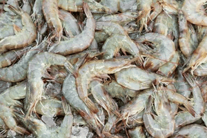 Cultivo de camarón